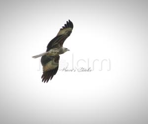 Whistling Kite