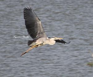 Grey Heron