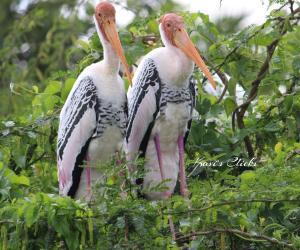 Painted Storks
