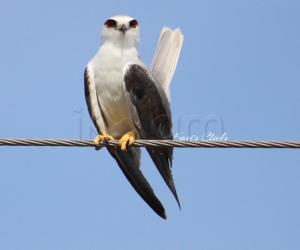 Black-Winged Kite