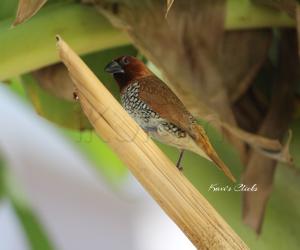 Scaly-breasted Munia