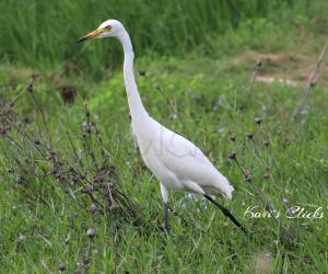 Intermediate egret