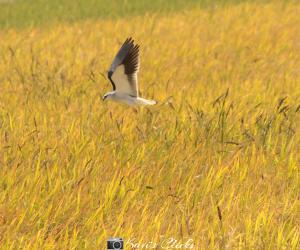 Black-Winged Kite