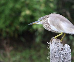Pond heron