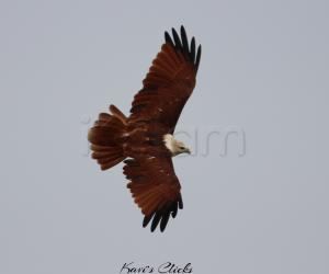 Brahminy Kite