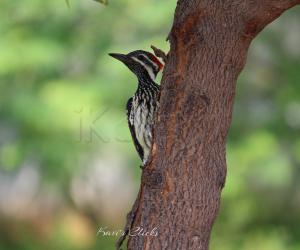 Black-rumped flameback
