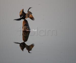 Snakebird