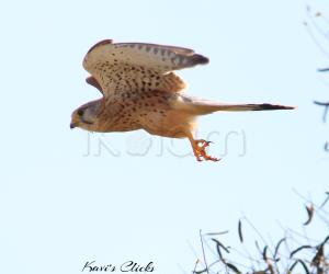 Kestrel