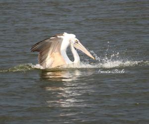 Pelican