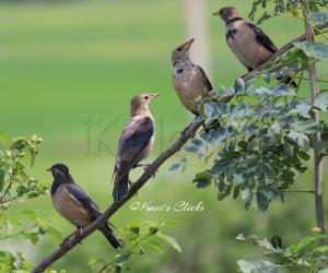 Vinous-breasted Starlings
