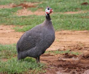 Guineafowl