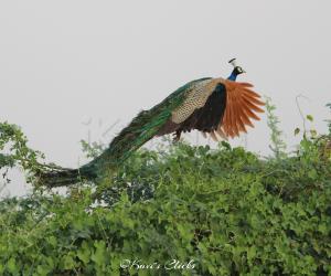 Peacock 