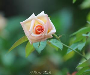 Rose