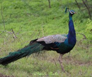 Peacock