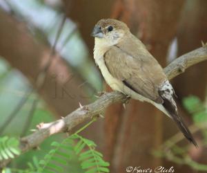 White-throated munia/ Indian Silverbill