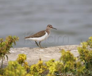 Common sandpiper