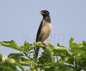 Rosy Starling