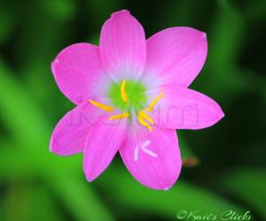 Pink rain lily