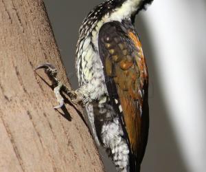 Woodpecker