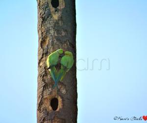 Rose-ringed Parakeets