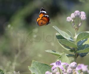 Butterfly