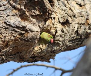 Rose-ringed parakeet