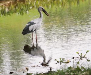 Asian Openbill