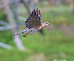 Shikra