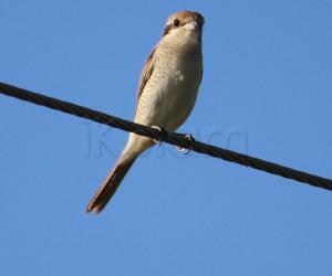 Shrike