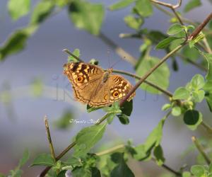Lemon pansy butterfly