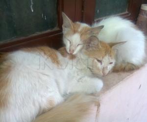 Flat pets