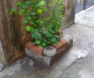 Plants