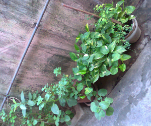 Plants