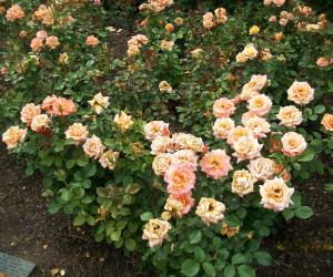 Roses 