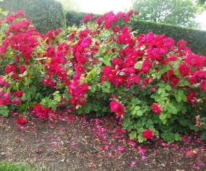 Roses 