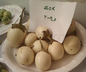 Eggplant