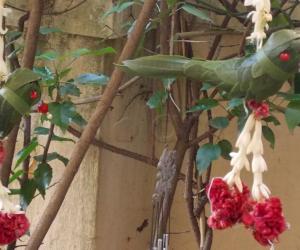 Leaf Birds at a wedding!