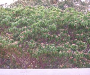 spring flowers