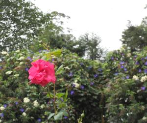 Photos clipped in Kodaikanal garden.