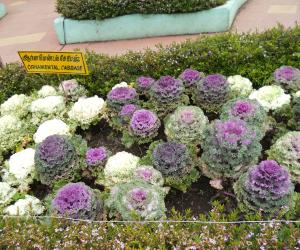 Ornamental cabbage. 