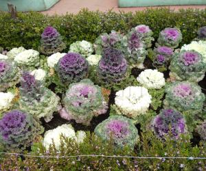 Ornamental cabbage. 