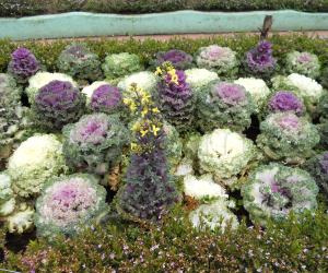 Ornamental cabbage. 