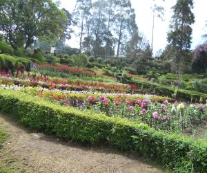 Photos clipped in Kodaikanal garden.