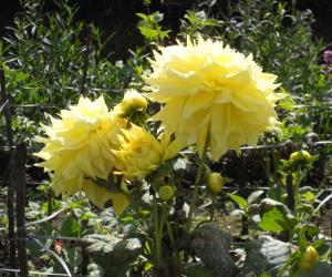 Photos clipped in Kodaikanal garden.