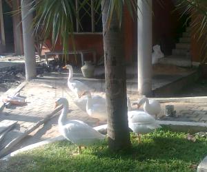 Photo of ducks.