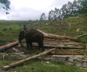 Elephant in Munar, lifting timber.