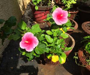 My garden