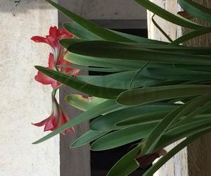 My garden