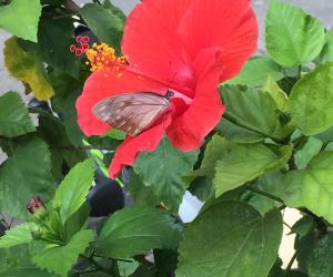 Butterfly in my garden 