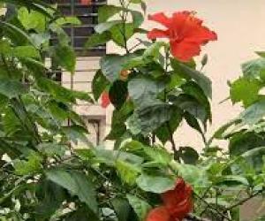My Garden